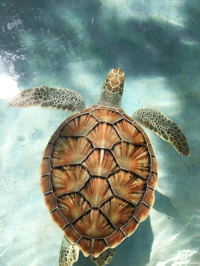 Морская черепаха на пляже